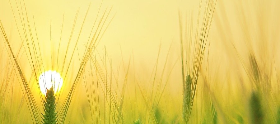 barley-field-1684052_1280