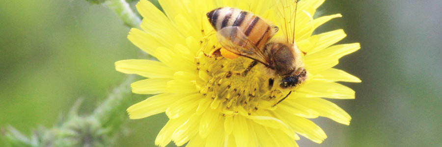 apicoltura