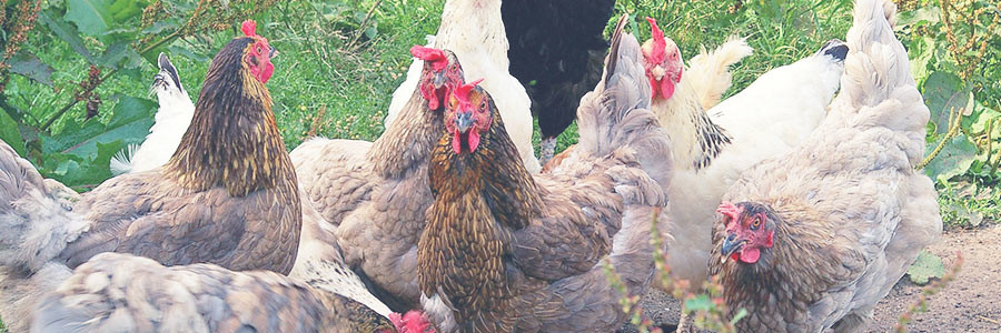 pollo